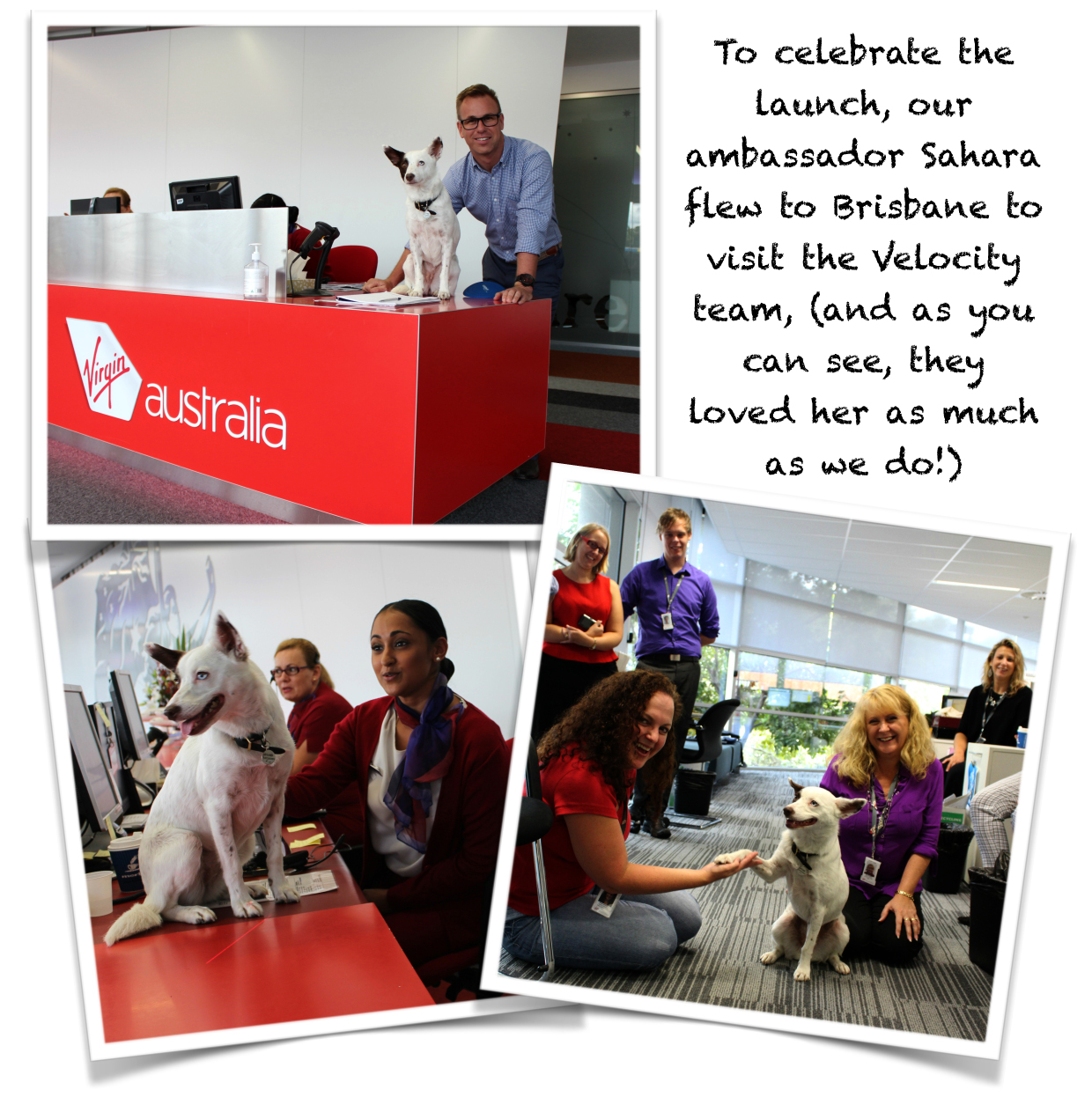 virgin travelling with pets