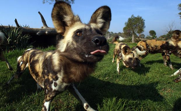 Wild Dogs to Melbourne Zoo - Jetpets AU Pet Travel Consultants