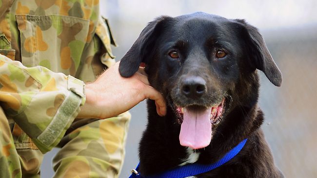 Amazing Animals in the Defence Force - Jetpets AU Pet Travel Consultants