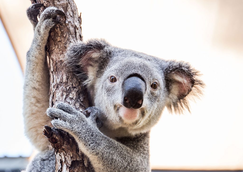 Koala | Animal Moves | Jetpets | Hamilton Island 