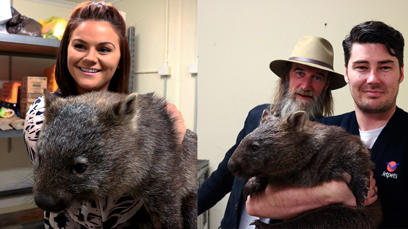 Wombat | Zoo Moves | Jetpets | All Care Pet Transport