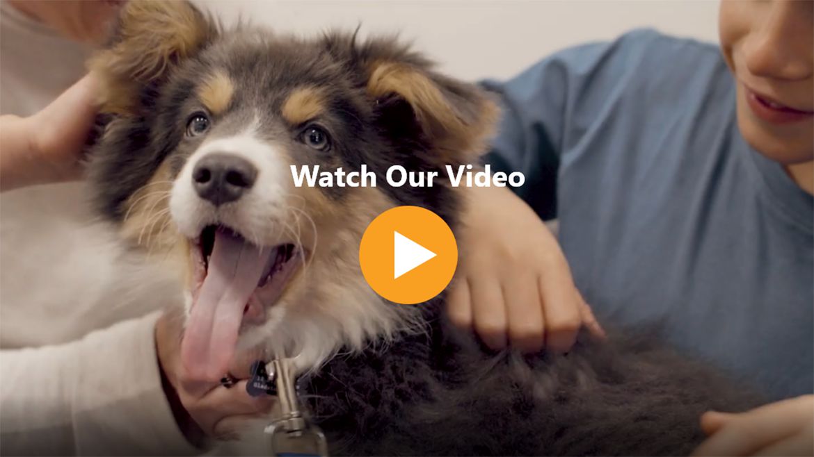 Domestic & Overseas Pet Transport Services Jetpets AU