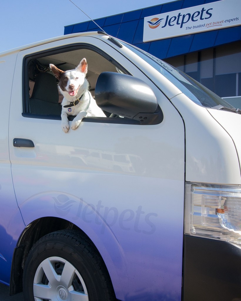 Are Your Pets Travelling With Us From Australia To New Zealand?