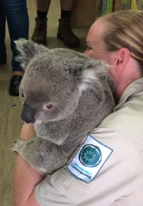 Jetpets were lucky enough to transport 3 beautiful Koalas to their new home at Hirakawa Zoo in Kagoshima, Japan!