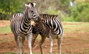 This year we helped move all creatures great and small, to and from Zoo's Victoria! 