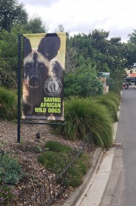 Jetpets transports 4 African Wild Dogs from Perth Zoo to Melbourne Zoo!