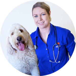 Jetpets Vet Dr Gemma shares her tips on how to keep your dog cool in summer.