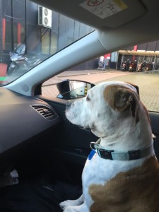 Travelling (By Car or Plane) With Your Pet