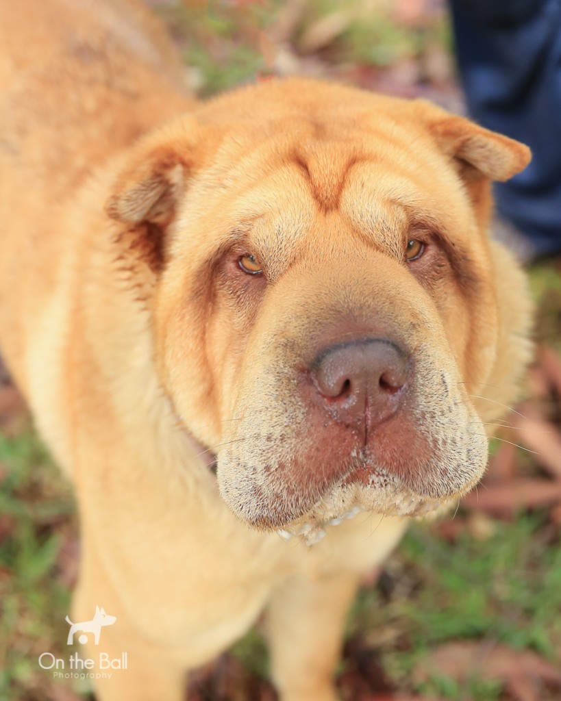 we were so happy to help the RSPCA NSW with the transport of Izzy the Shar Pei.