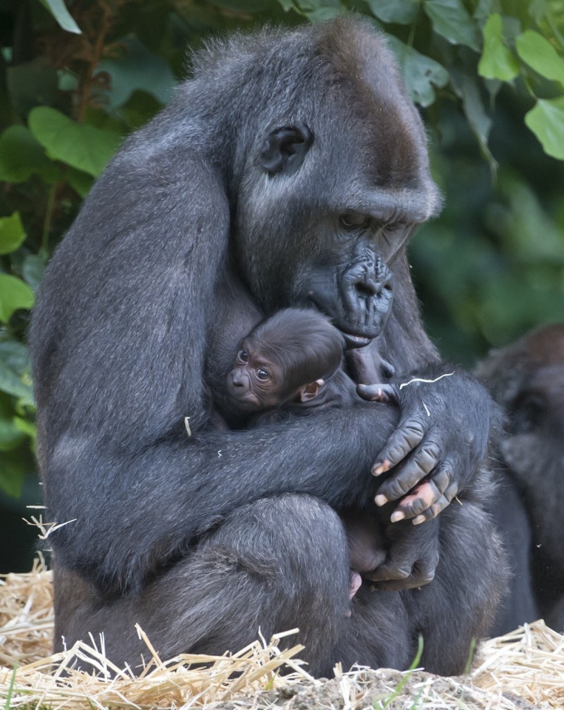 The birth of a baby gorilla at Melbourne Zoo