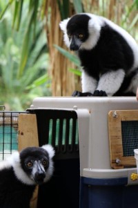 The transport of Polo, a black and white ruffed lemur from Perth Zoo to his new home at the National Zoo in Canberra