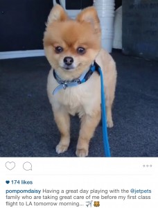 Here at Jetpets, we love checking out famous furry friends on social media.
