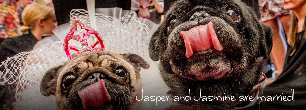 A Pug Wedding - Celebrity Pets