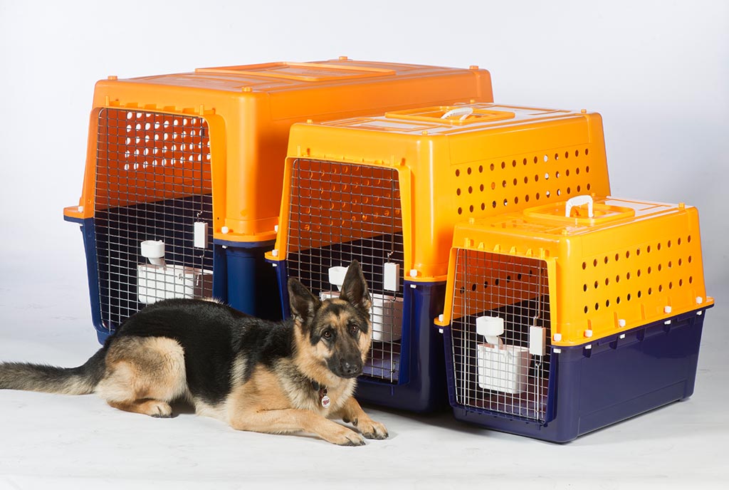 pet air travel australia