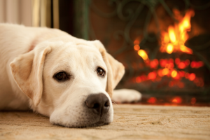 Winter Blues - how to look after your dog or cat in winter