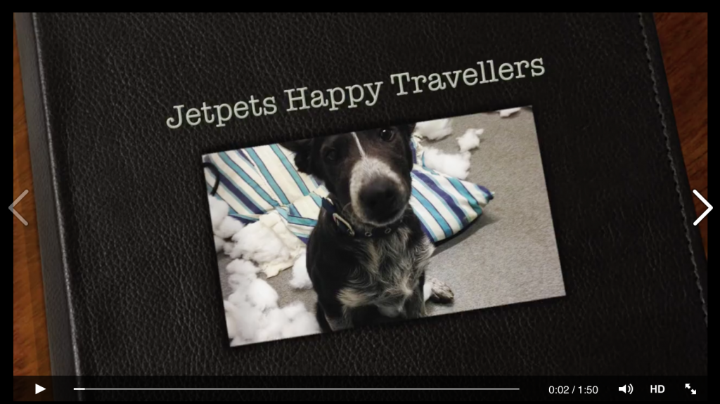 Jetpets Happy Travellers - Catch up with just a few of the adorable pets that have travelled with us recently...