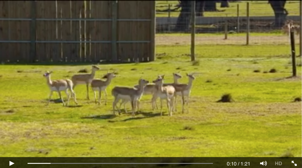 Antelopes Off To New Zealand - Zoo moves by Jetpets 