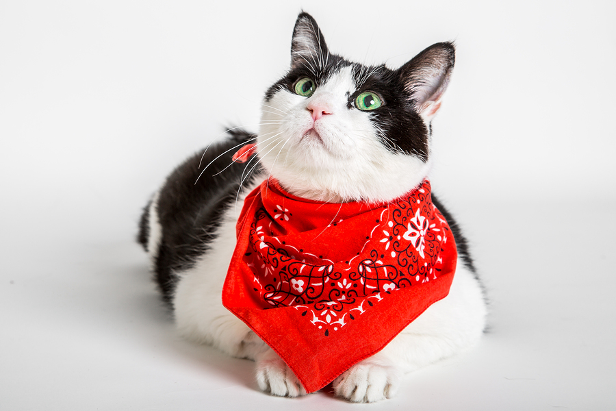 Cat with bandana - Dress your pet up for Halloween! Handy pet hints