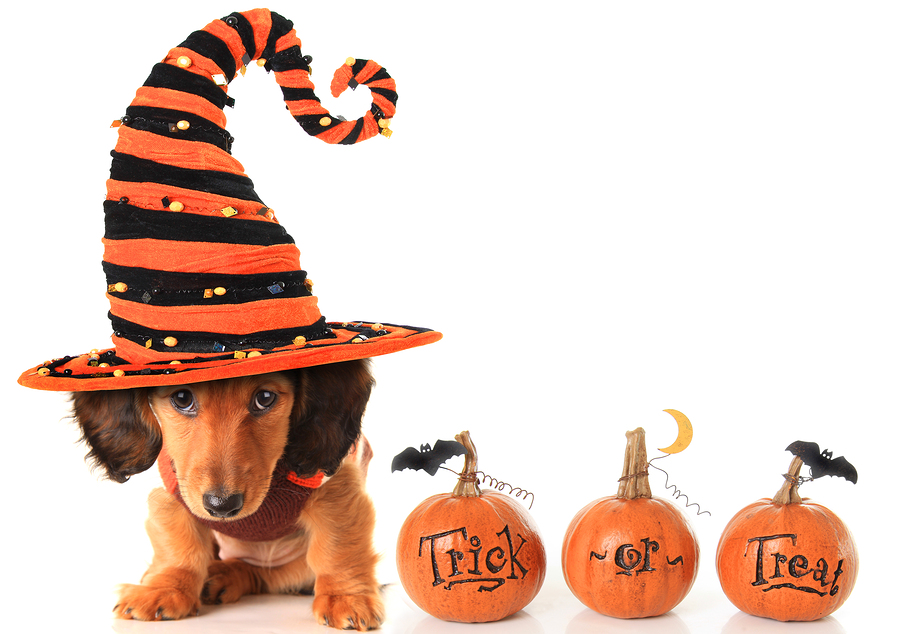 Halloween dachshund puppy wearing a Halloween witch hat 