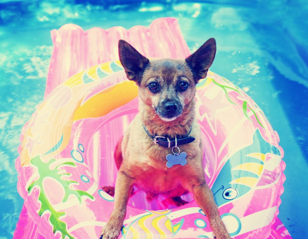 How To Keep Your Pets Cool on Hot Days | Summer Fun | Pets Cool | Keeping Pets Cool | Pet Accommodation | Flying Animals | Jetpets | Dog Travel Carrier