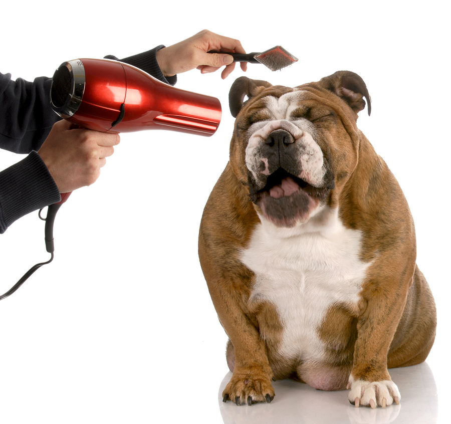 Dog Grooming - New Year's Resolutions for your pets