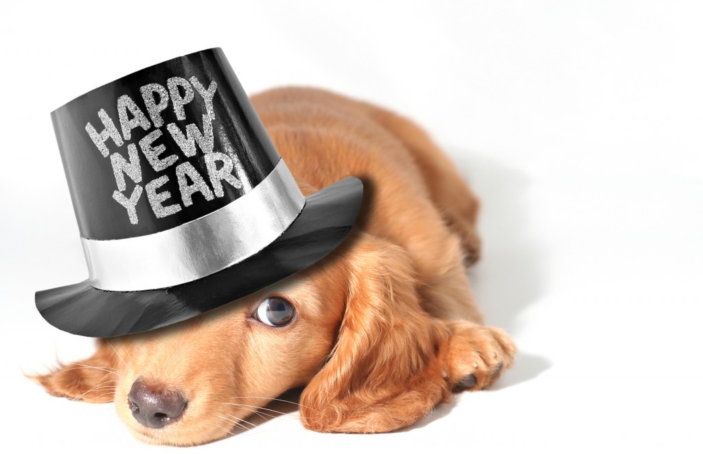Miniature dachshund puppy | Happy New Year | Jetpets | Tips | Holiday Season
