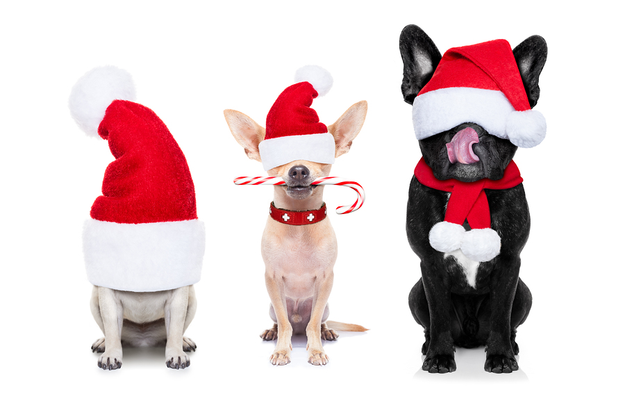 Fun Ways To Include Your Pets In Christmas Celebrations - Jetpets