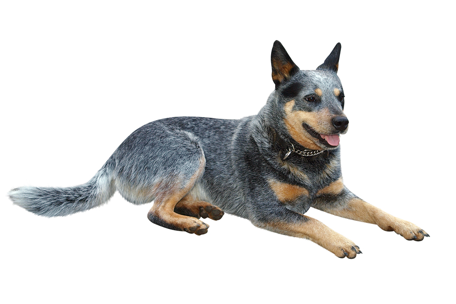 Australian Cattle Dog - Top 5 Australian Dogs