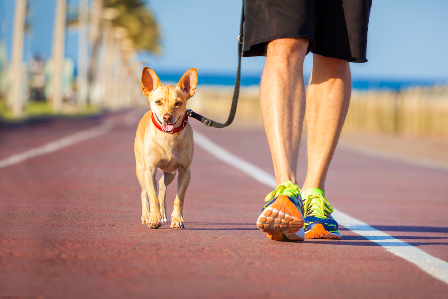 Dog And Owner Walking - Fun ways to mix up your exercise routine with your animals