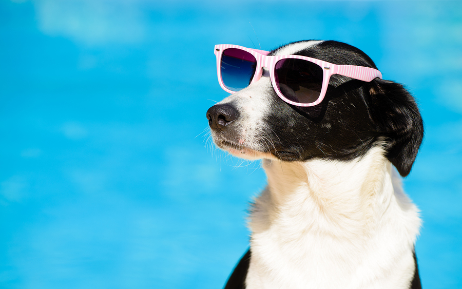 Funny Dog With Sunglasses On Summer Towards Swimming Pool - Caring for your pets and native animals in summer