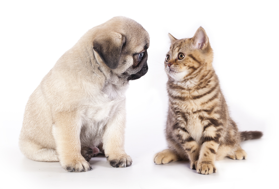 pug puppy and kitten - A New Puppy or Kitten for your Family