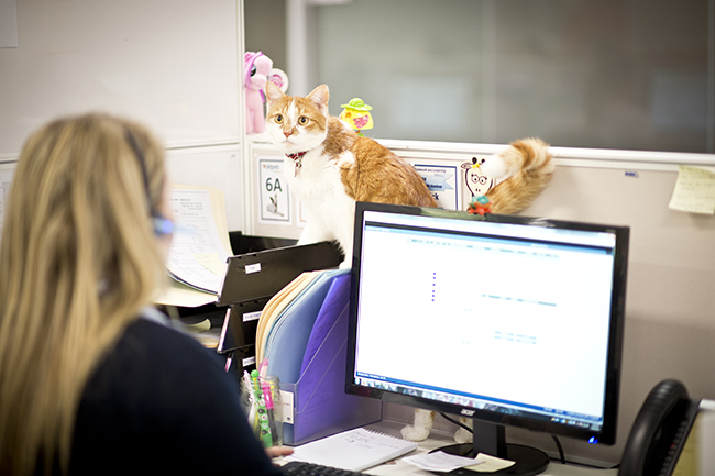 Pets in the Workplace | Pets at Work | Jetpets | Travel | All Care Pet Transport