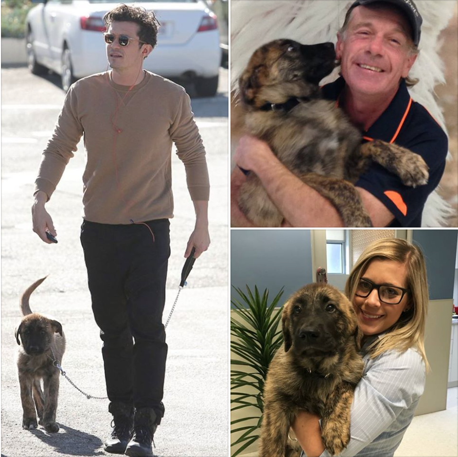 An A List Move! Celebrity Pet Transport with Jetpets