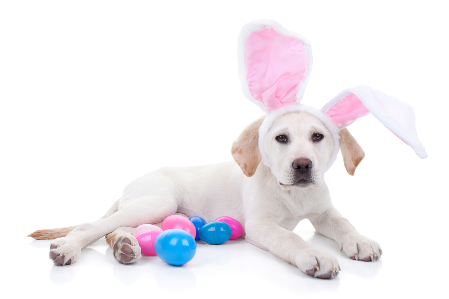 Easter Safety For Your Pet | Easter Pets | Safety | Helpful Hints | Jetpets