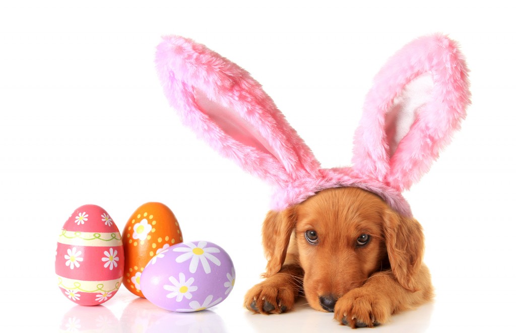 Easter Fun! | Easter | Dogs | Pet Safety Easter | Jetpets | Pet Carrier