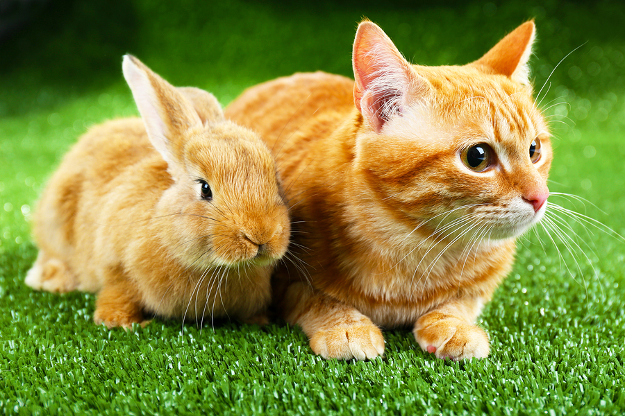 Easter Safety For Your Pet | Easter Pets | Safety | Helpful Hints | Jetpets