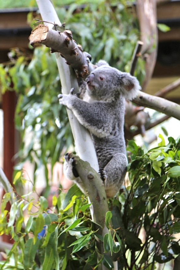 Global Koala Move | Koalas to Belgium | Jetpets | Zoo Moves | International Pet Transport