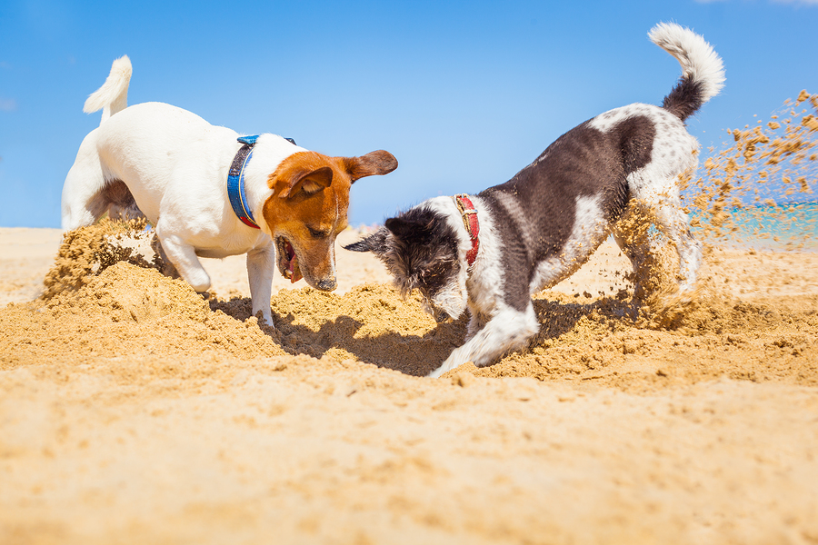 Dogs Digging A Hole - How to keep your pets healthy and happy over the warmer months