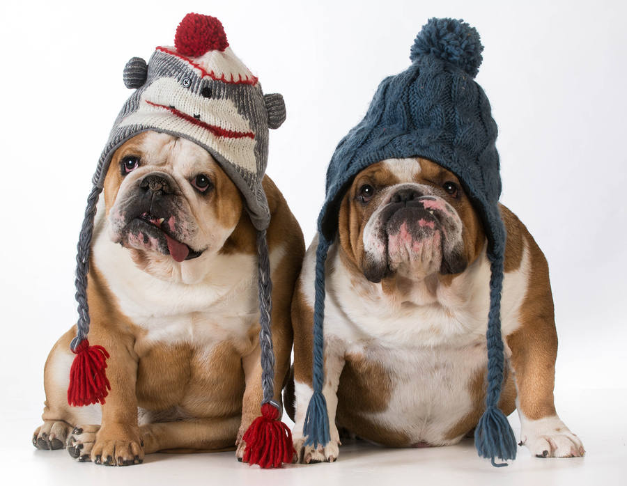 How to keep your pets healthy and happy over the cooler months | Pets in Winter | Pet Health | Safe Pet Transport | Jetpets