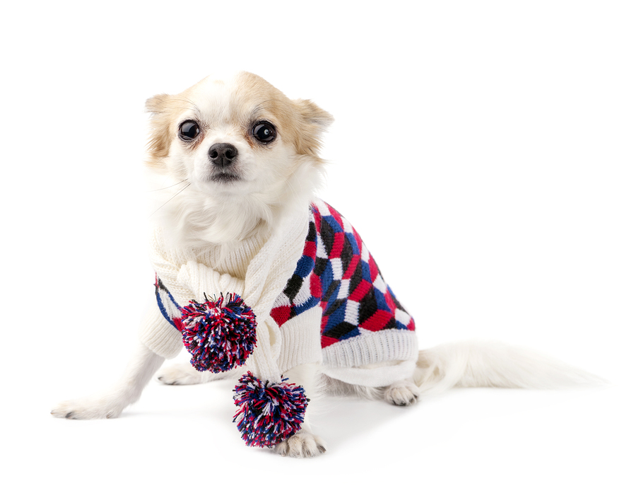 Winter Fashion For Your Pet | Jetpets | Fashion | Pet Fashion | Pet Flights Domestic