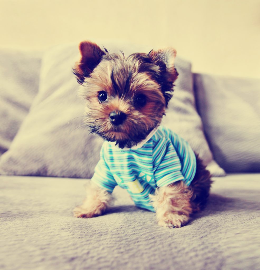 a cute yorkie in a shirt toned with a retro vintage instagram fi