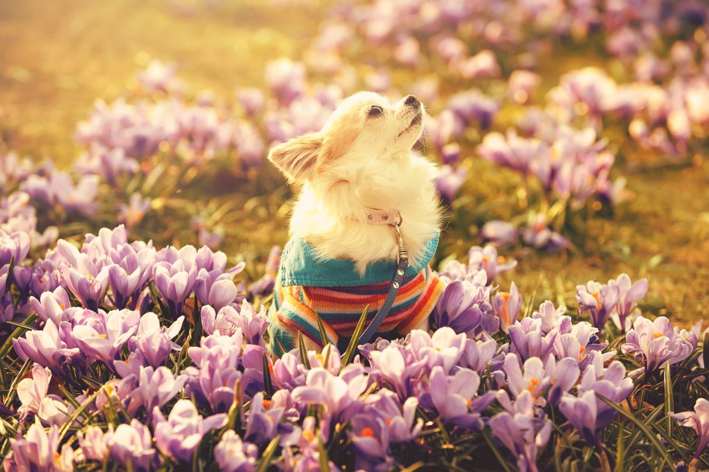 Spring Is In The Air | Spring | Pet Health | Cheapest Pet Transport Australia 