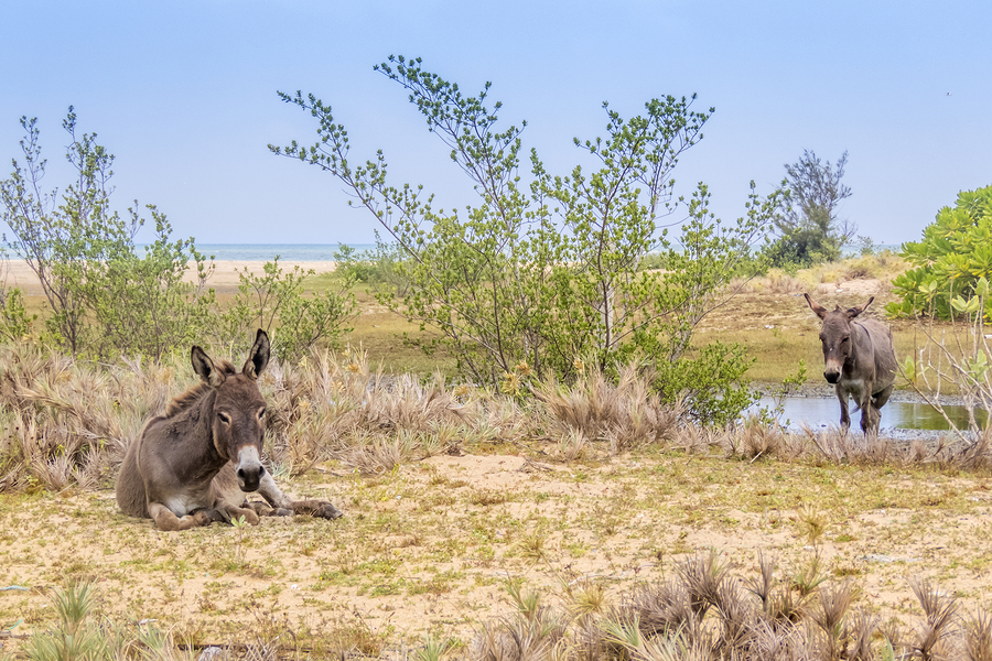 Travel to Sri Lanka to save the Mannar Donkey | Global Moves | Jetpets | Flying Animals | Global Pet Travel