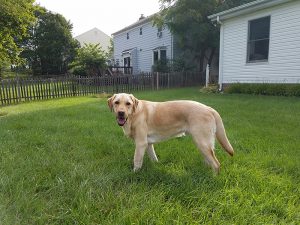 Clever young black retriever at the office table | Packing Checklist | Jetpets | Holiday Tips | Interstate Pet Transport by Road