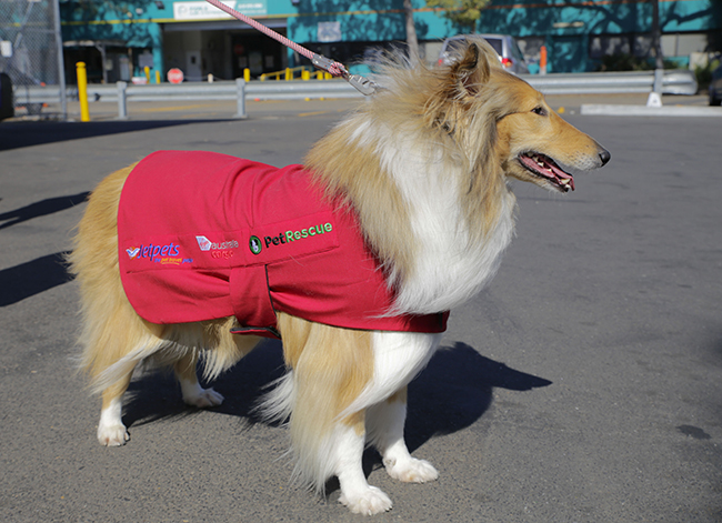 Our Rescue Partnership With Virgin Australia Cargo | Virgin Australia | Jetpets | Airline Approved Dog Crates Australia