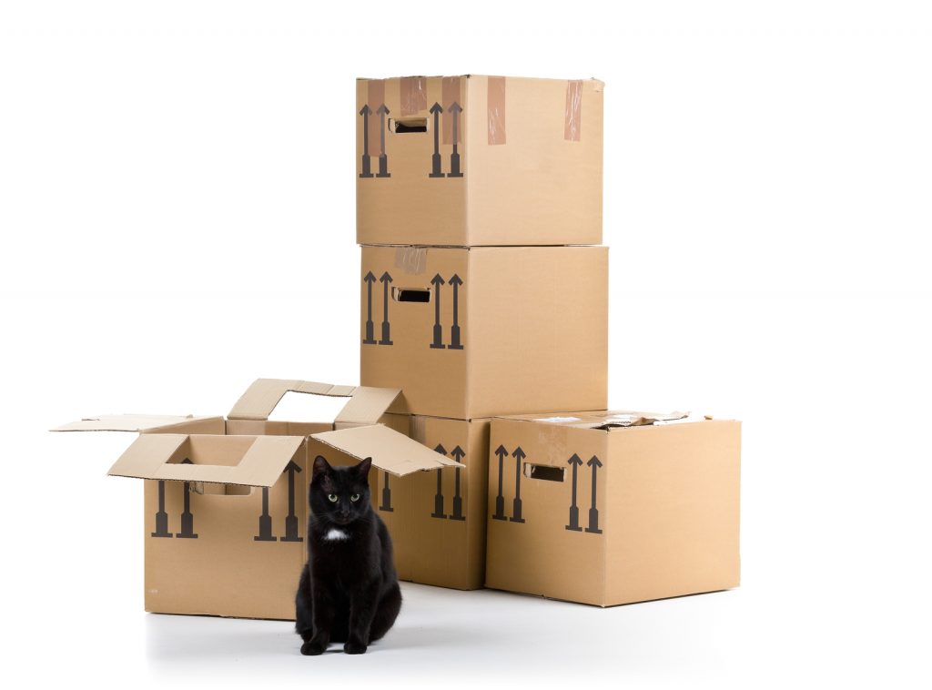 Moving Homes With Your Pets | Jetpets | Relocation | Pet Transport 