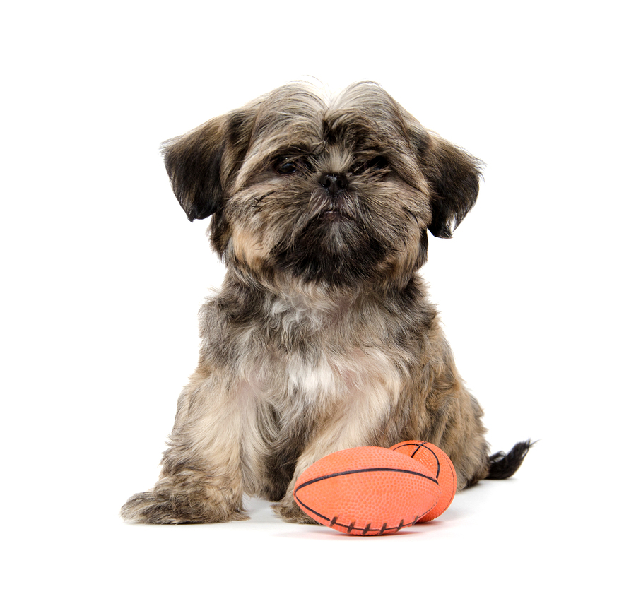 AFL Grand Final Fun With Your Pets! | AFL | Grand Final | Jetpets | Importing Dogs to Accommodation 