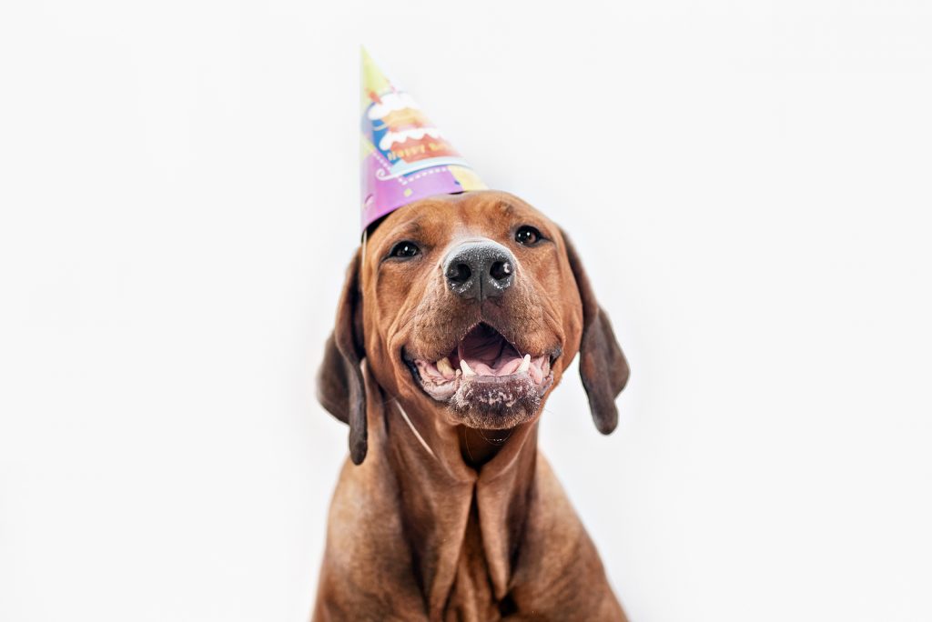 It’s Your Chance To Win! | Birthday | Jetpets | Celebration | Pet Movers 