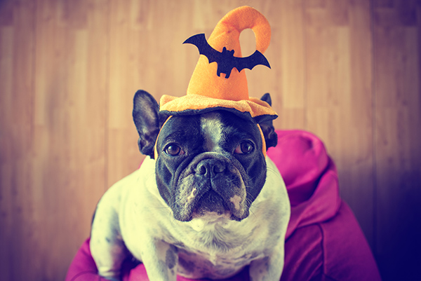 Halloween and Your Pets | Pet Costume | Jetpets | Halloween | International Pet Transport