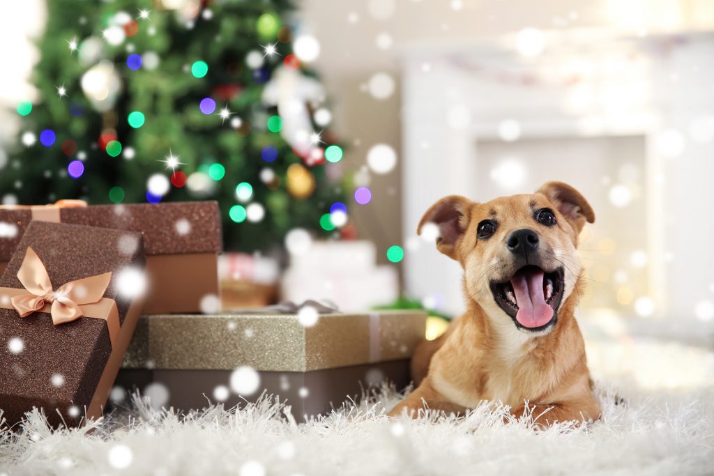 Christmas | Christmas Lights | Silly Season | Pet Tips | Jetpets